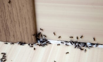 Ants in Apartment
